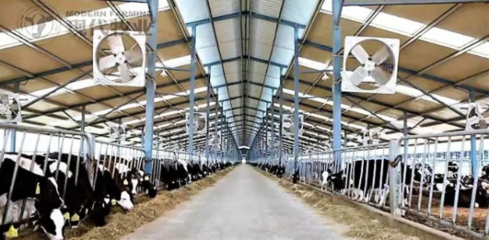 二十四節(jié)氣游蒙牛:芒種來看蚌埠"種養(yǎng)加"一體化工廠