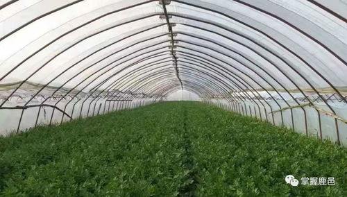 農產品上行帶頭人王彤,為鄉村振興添磚加瓦