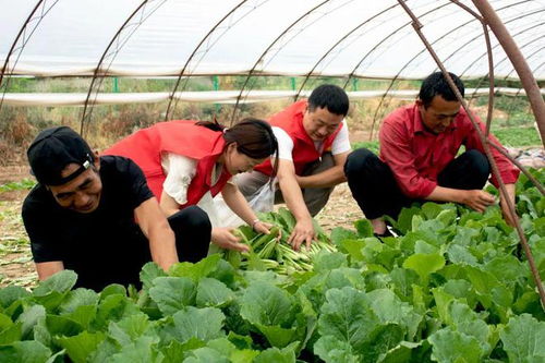 中國供銷農產品集團延安農產品物流園愛心助農獲感謝