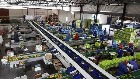 蔬菜自動(dòng)化分揀好嗎?蔬菜自動(dòng)化分揀的發(fā)展前景如何?