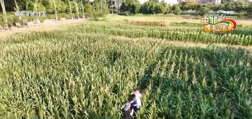 中非農(nóng)業(yè)合作結(jié)碩果 為非洲農(nóng)業(yè)發(fā)展注入人才 活水