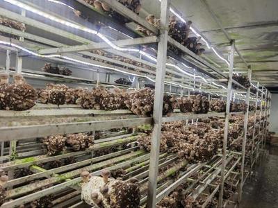 建設(shè)12個(gè)現(xiàn)代設(shè)施農(nóng)業(yè)片區(qū),上海新一輪都市農(nóng)業(yè)構(gòu)想逐漸清晰