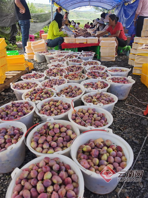 賓川西梅,蜜香甜 賓川人竟然種出了頂尖品質的西梅 縣區(qū)動態(tài) 大理頻道