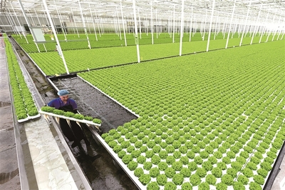 兩會(huì)觀察丨大國(guó)強(qiáng)農(nóng)向新行