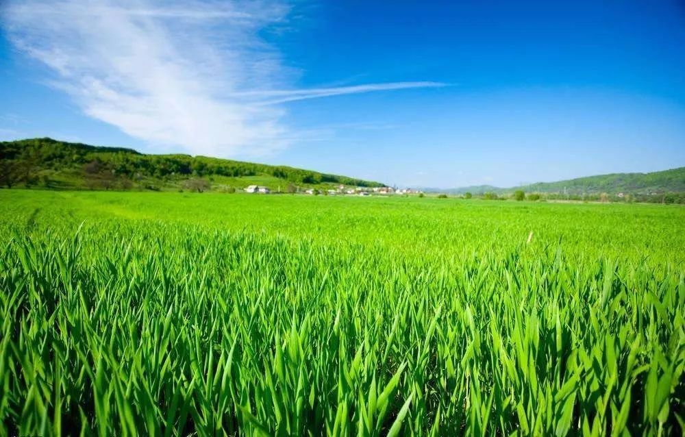 政策動(dòng)態(tài) | 農(nóng)業(yè)部辦公廳關(guān)于做好第二次全國(guó)農(nóng)業(yè)污染源普查有關(guān)工作的通知