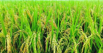 五彩果蔬之鄉(xiāng) 休閑生態(tài)濟(jì)陽(yáng)