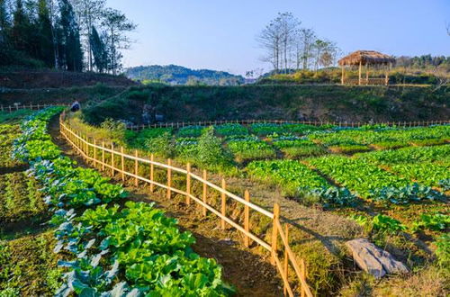 新化 鋤頭娃 抱團奮斗寫意綠色農業(yè)