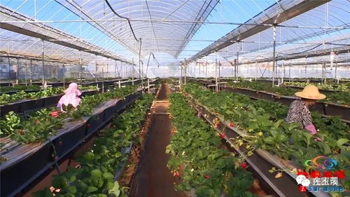 冬天就要吃草莓 紅塔區(qū)周邊采摘攻略來咯