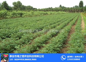 海之情農業(yè) 圖 便宜花椒苗 花椒苗