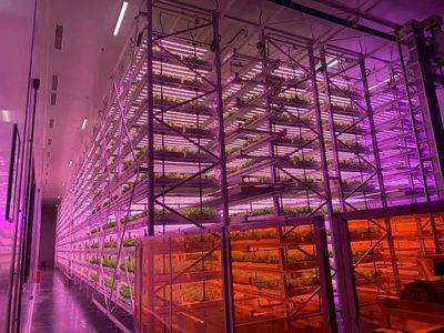 顛覆農(nóng)業(yè)刻板印象,中國植物工廠&ldquo;點亮&rdquo;資本前路