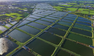 航拍照鳥(niǎo)瞰崇明 發(fā)現(xiàn)上海從未見(jiàn)過(guò)的驚艷