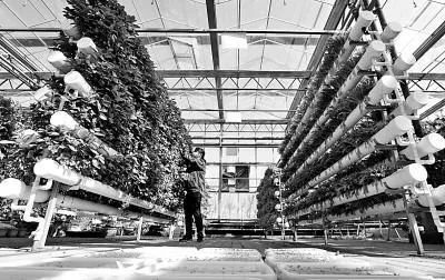 未來(lái)農(nóng)業(yè)科技暢想曲:植物工廠、智慧農(nóng)業(yè)、功能食品