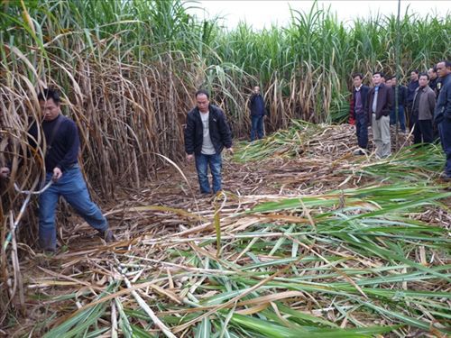 【供應科豐牌小型收割機(圖)】價格,廠家,圖片,其他農(nóng)業(yè)機械,桂林高新區(qū)科豐機械有限責任公司-