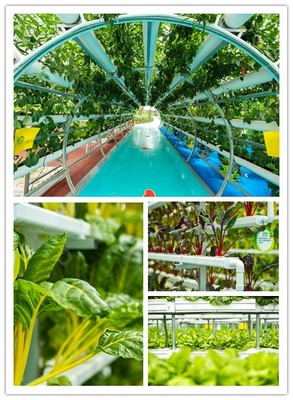 中秋有氧之旅 探訪益陽現(xiàn)代農(nóng)業(yè)嘉年華，與湖南衛(wèi)視李銳村長共度佳節(jié)