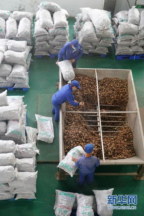 多彩產(chǎn)業(yè)鋪就秦巴群眾致富路