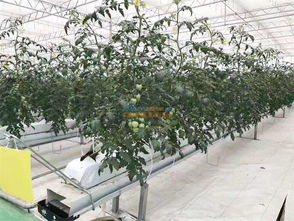 設(shè)施農(nóng)業(yè)開發(fā) 智慧農(nóng)業(yè)公司傾力推薦