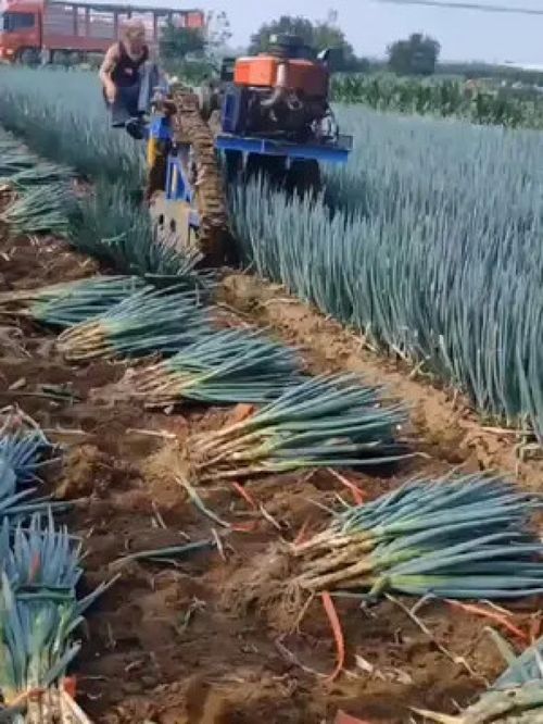 耕耘與收獲 鄉(xiāng)村振興背景下的三農(nóng)發(fā)展新圖景