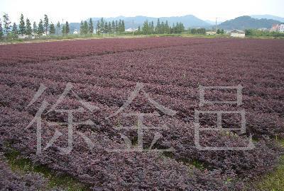 紅葉小檗 經(jīng)濟(jì)與觀賞并存的苗木優(yōu)選