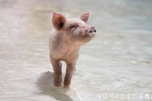 養(yǎng)殖場做什么地面好 這種地坪材料讓多少農(nóng)戶只嘆相見恨晚