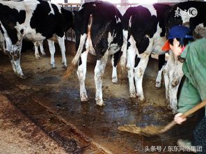 1000億元的畜禽養(yǎng)殖補(bǔ)貼將被取消