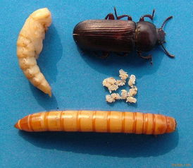 湖北優(yōu)質(zhì)黃粉蟲圖片,湖北優(yōu)質(zhì)黃粉蟲高清圖片 個人用戶 錢小平 ,