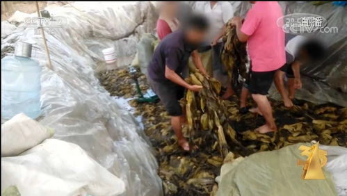 這些消費陷阱被揭露 直播打賞陷阱 操縱口碑營銷 騷擾電話黑幕 醫美亂象 鈦媒體直擊3 15