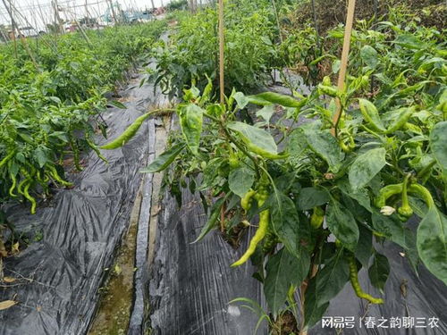 養(yǎng)殖場(chǎng)畜禽糞便臭氣及蚊蠅的解決方法 糞水發(fā)酵的工藝