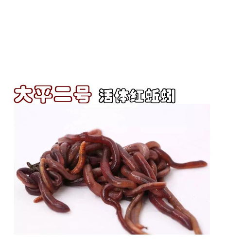 眾翔蚯蚓養殖技術